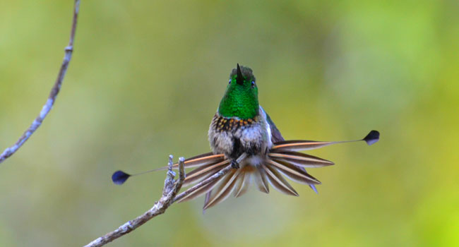Display reprodutivo do beija-flor bandeirinha